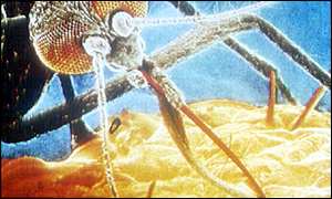 mosquito.jpg (12468 bytes)